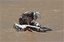 Dakar 2012 a jeho poslední krátká etapa na trase Pisco Lima