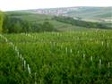 Rallye Hustopeče 2011- atmosféra soutěže mezi vinicemi