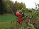 upr_09_Wald.JPG