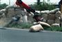 RETRO CRASH Vladislav Kedzior Hořice 1995 foto Luboš NOVOSÁD
