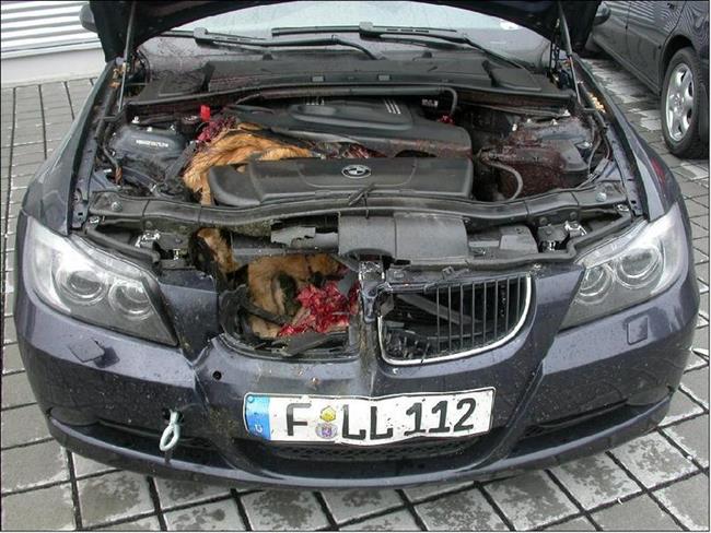 Srnka v motoru BMW
