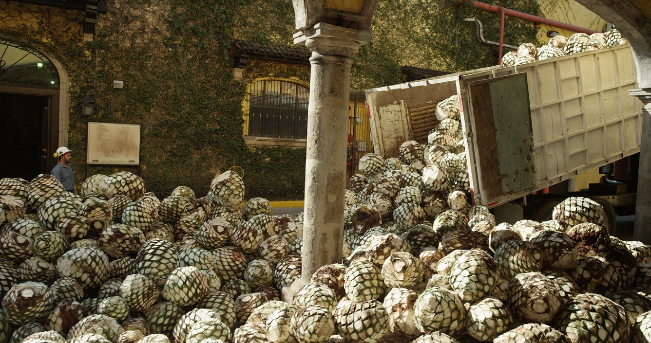 cerstve-sklizene-rostliny-agave.jpg