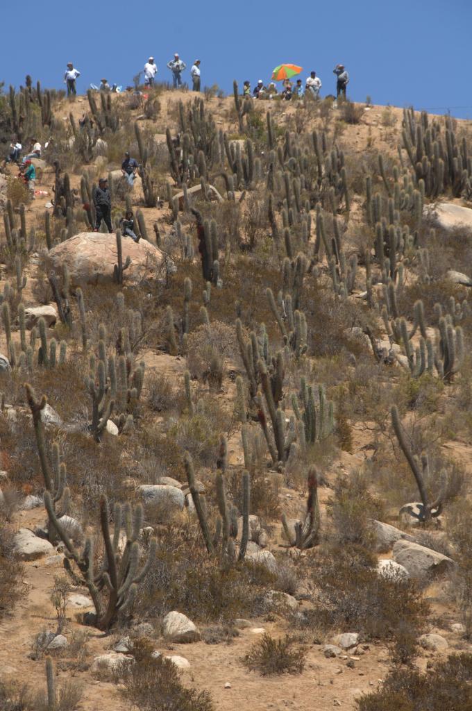 kaktusykopec.jpg
