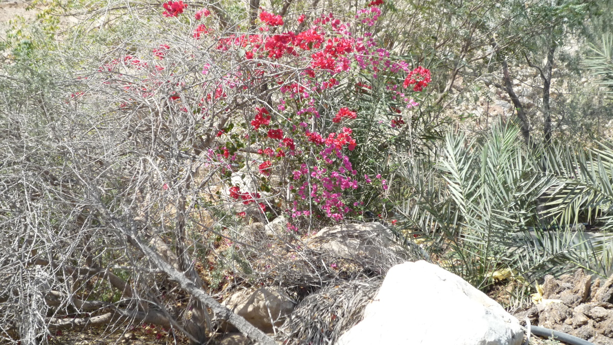 P1010151.JPG